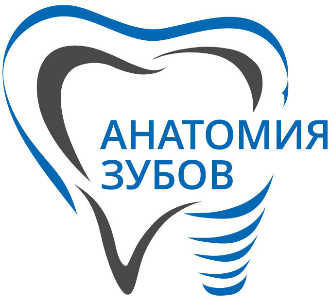Стоматологическая клиника Анатомия Зубов